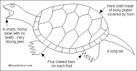 Freshwater turtle adaptations label turtle diagram 