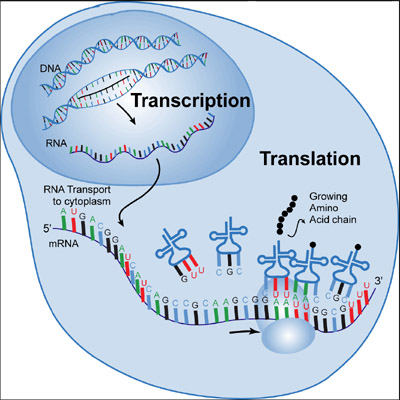 dna transcription and translation