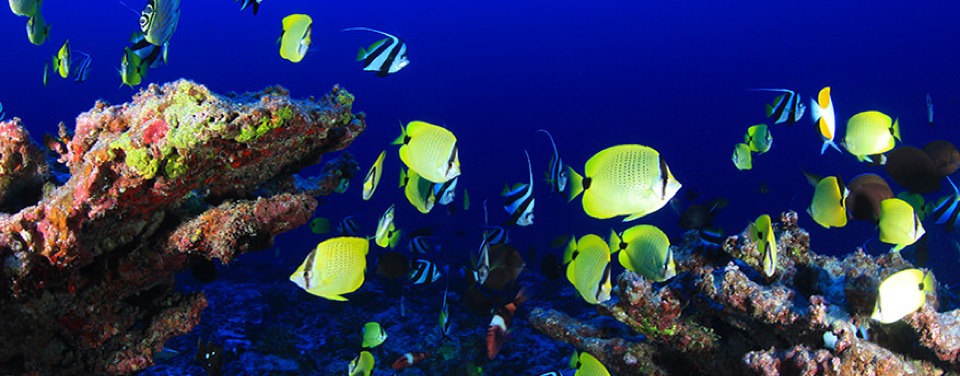Coral reef essay