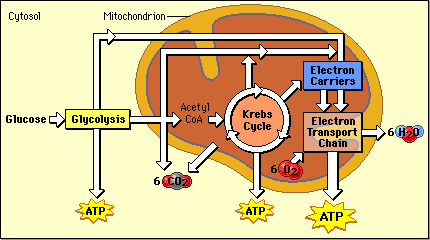 Cellular respiration are chemical reactions that occur an... simple diagram of respiration 