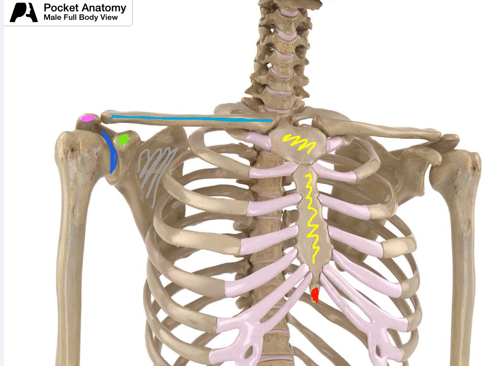sternum acromial process glenoid cavity xipoid process