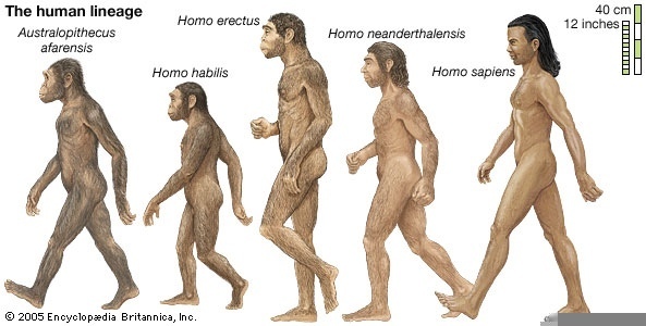 Hominid Timeline