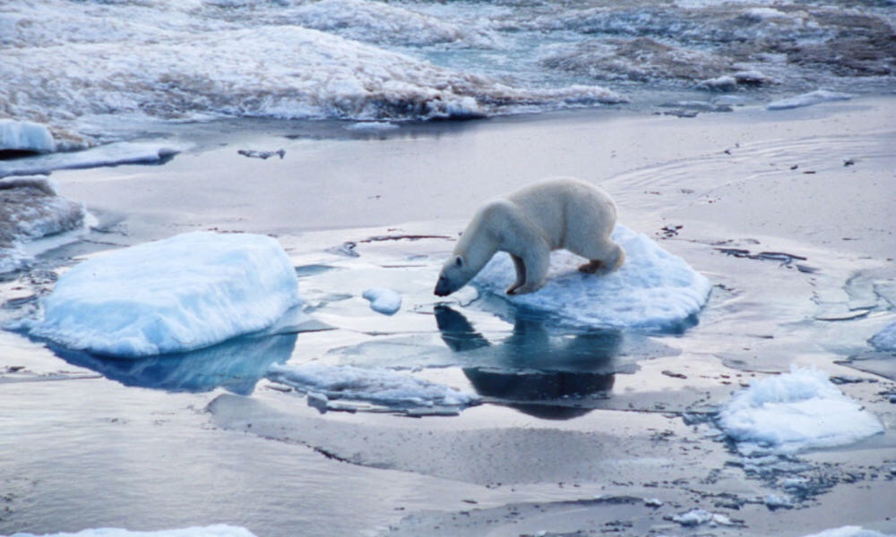 argumentative essay on polar bears argumentative essay on polar bears