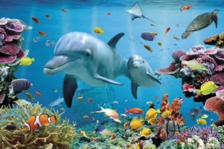 Ocean Ecosystem by: Sofia, Carissa, Ryan, and Isaiah