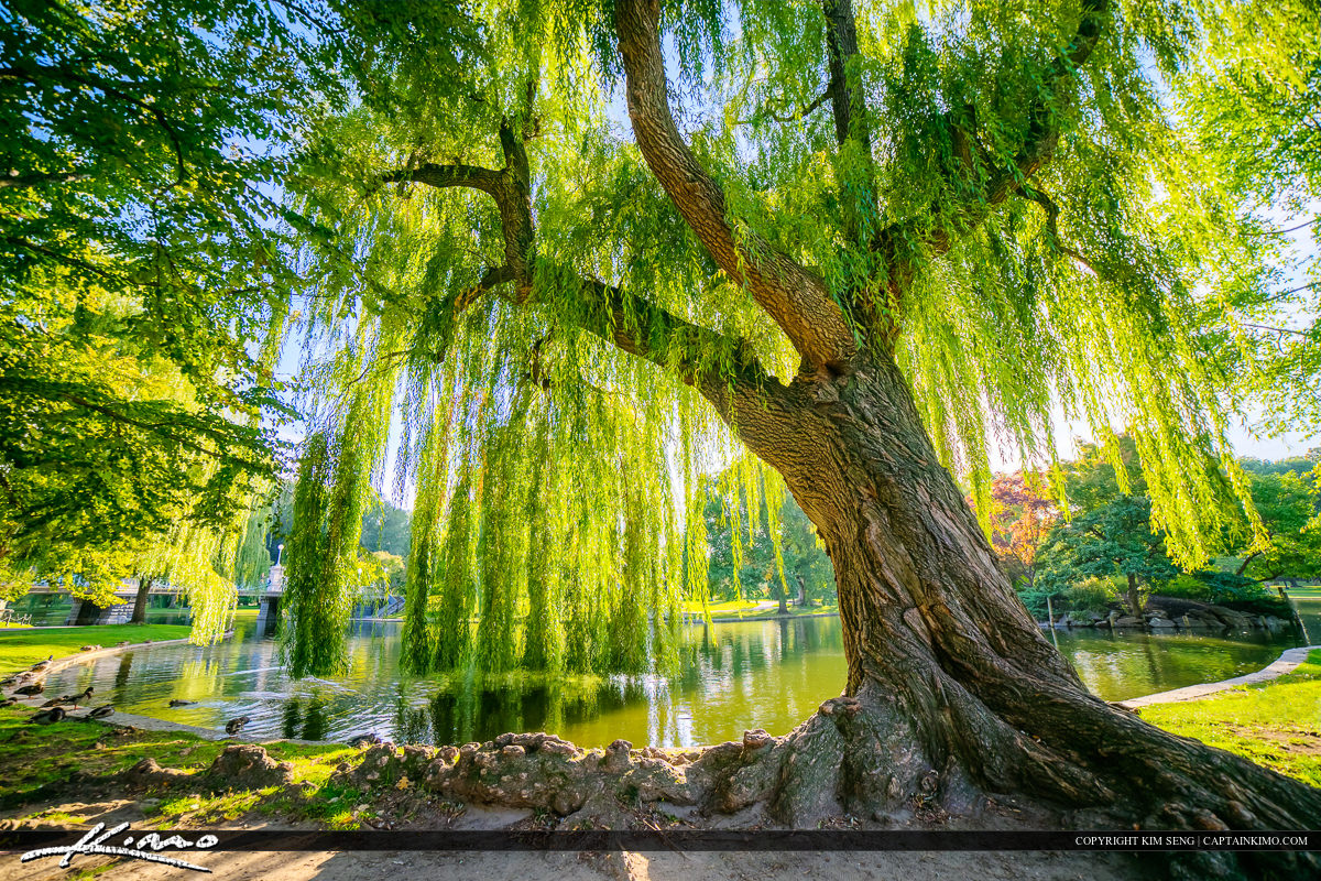 What Does The Bible Say About Willow Trees At Grace Cavin Blog