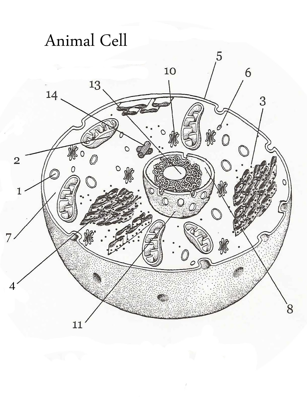 black and white plant cell diagram without labels