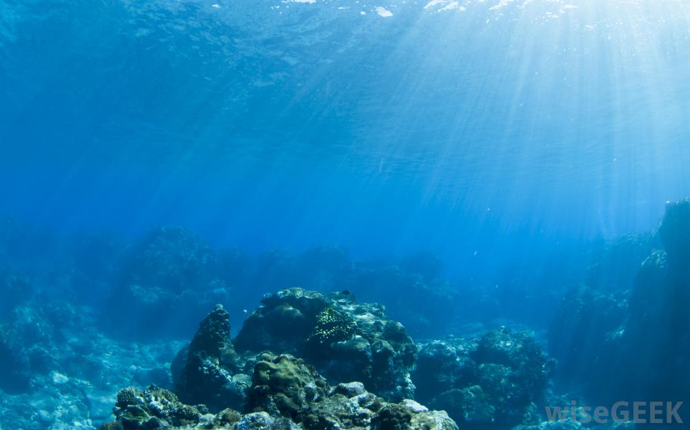 Oscar Rojas Marine Biomes Mr Blackburn Lessons Tes Teach