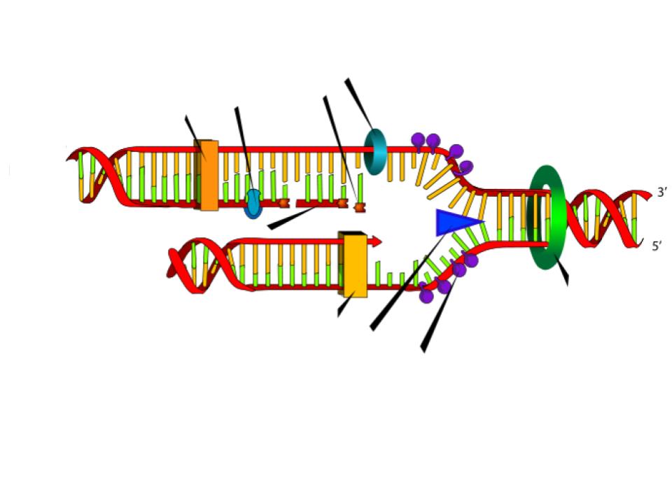 dna structure and replication