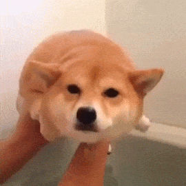 Q9vMkZ7VXDocJkYoTzEW3X4s.gif
