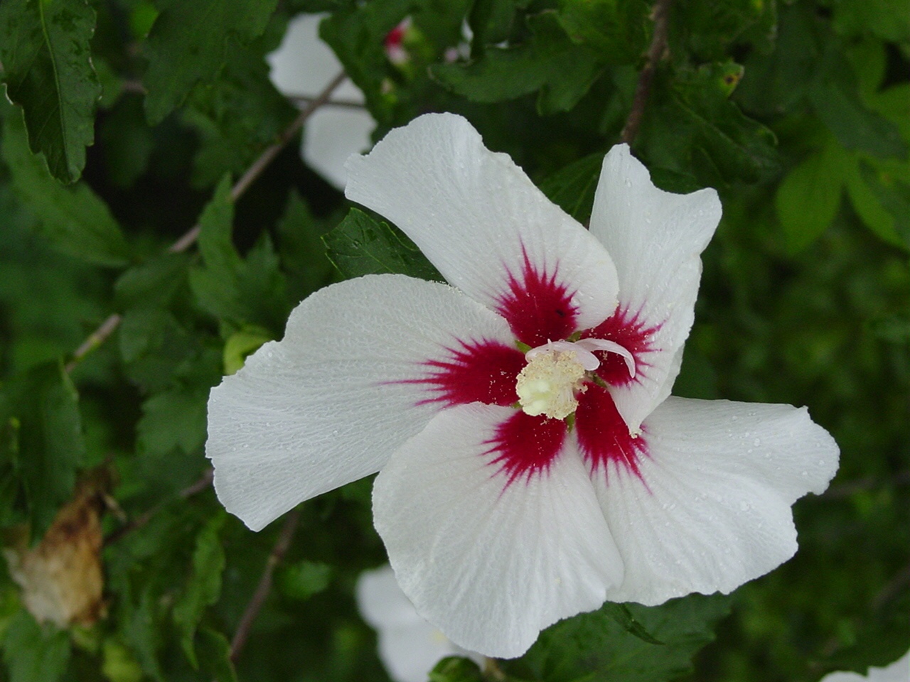 vascular plants