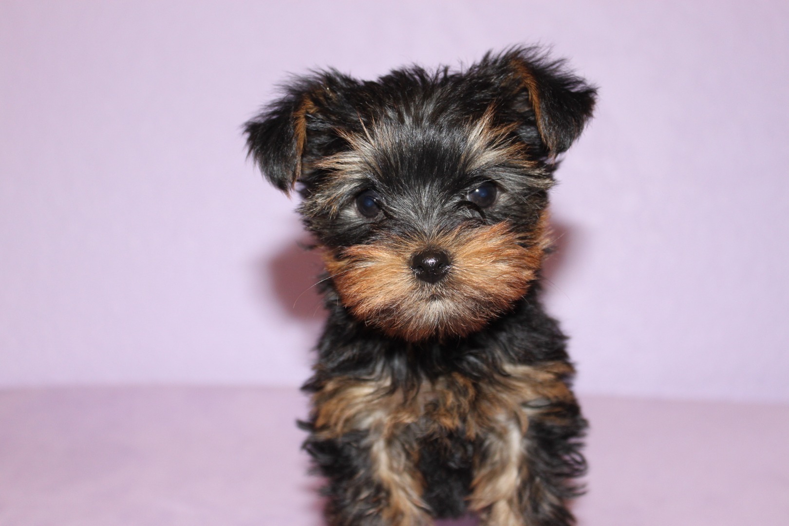 hair yorkie puppies yorkie s cost about 500 1 000 dollars yorkies hair thinglink hair yorkie puppies yorkie s cost about 500 1 000 dollars yorkies hair thinglink