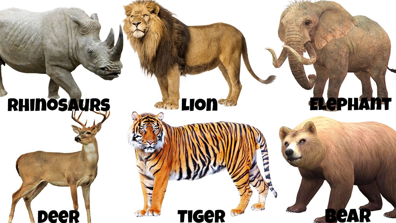 Resultado de imagen de ANIMALS IN ENGLISH