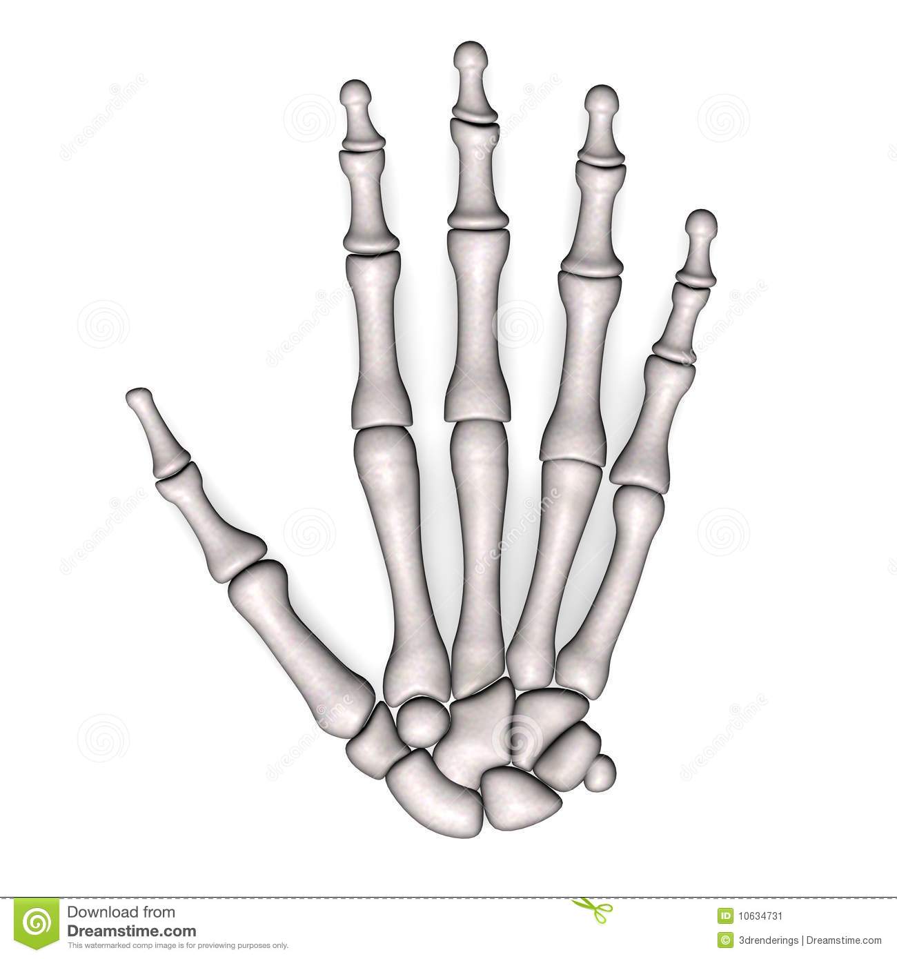 huesos de la mano nombres