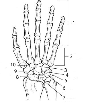 Hand Bones Anatomy Coloring Pages